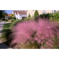 thumbnail image 4 of Seedville 40 Seeds PINK MUHLY Cotton Grass Seeds - Deer Resistant, 4 of 11