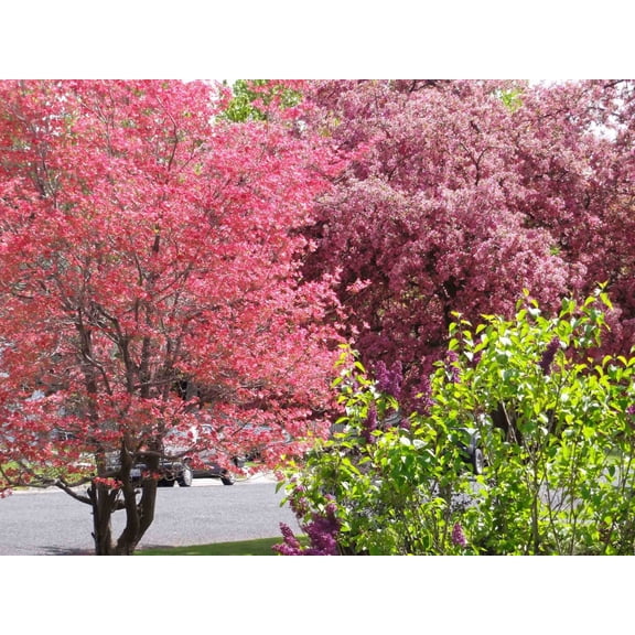 Sumerlin "Pink & Purple" Glossy Poster