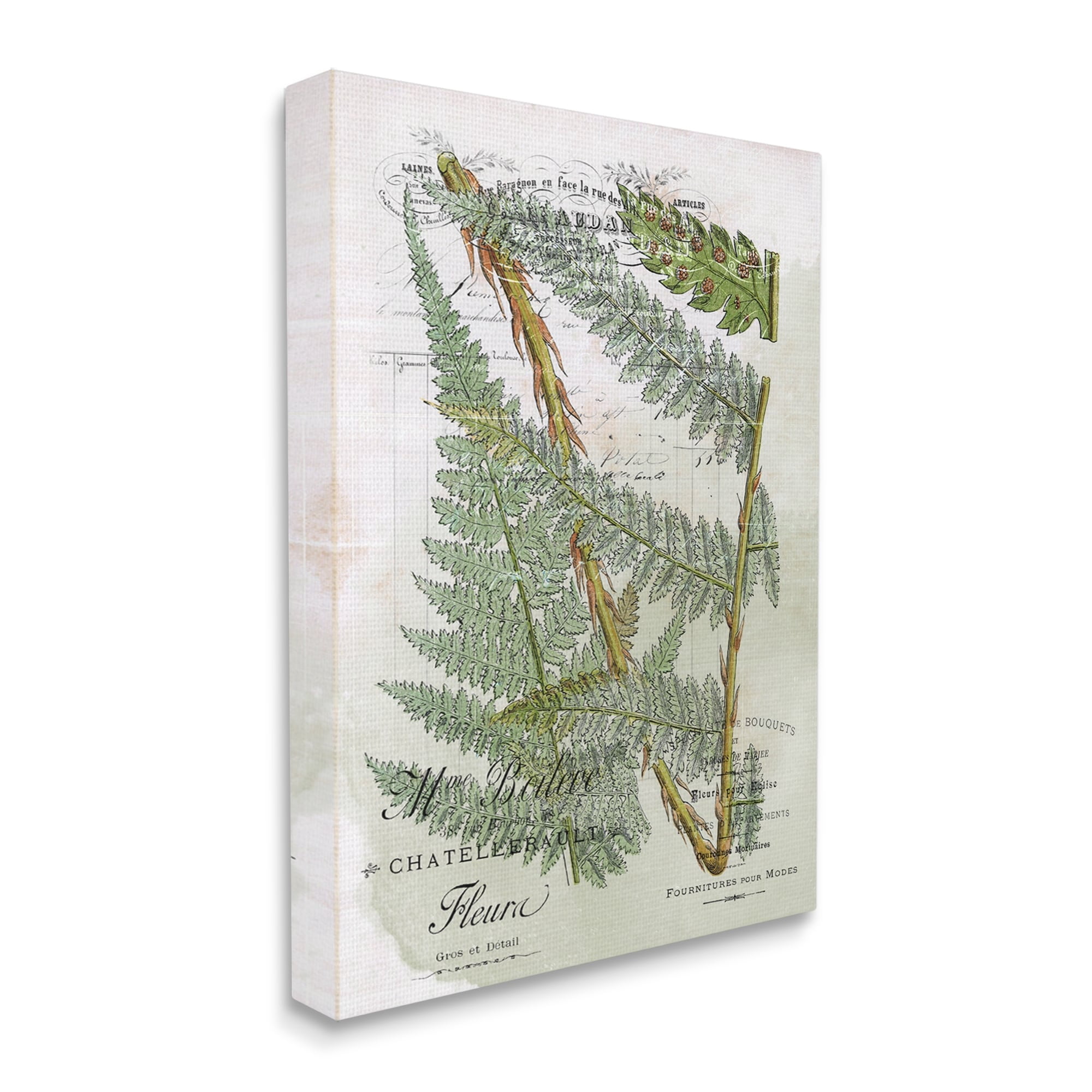 Stupell Vintage Vegetation Various Ferns Botanical & Floral Painting Gallery Wrapped Canvas Print Wall Art
