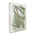 thumbnail image 3 of Stupell Vintage Vegetation Various Ferns Botanical & Floral Painting Gallery Wrapped Canvas Print Wall Art, 3 of 5