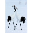 thumbnail image 2 of Goff, Ellen 13x18 Black Ornate Wood Framed with Double Matting Museum Art Print Titled - Japan-Hokkaido-Kushiro Two red-crowned cranes begin a courtship dance, 2 of 4