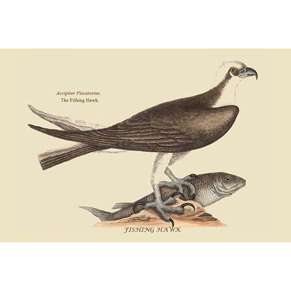 Fishing Hawk-Fine Art Canvas Print (20" x 30")