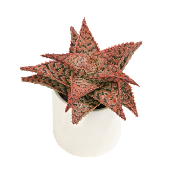 Altman Plants LoLite Star Aloe Low Light Succulent in 3" White Decorative Pot (1 Count)