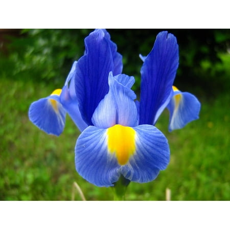 Fleur De Iris Canvas Print Iris Spring Flower Flower Purple Iris Fleur-de-lis Stretched Canvas 10 x 14 ()
