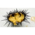 thumbnail image 2 of Poseidon - Sea Urchin Roe Pulp The Finest From Sardinia Italy 1.76 Oz, 2 of 6
