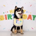 thumbnail image 4 of Kashima and Peanuts Birthday Saliva Towel, Happy Birthday Cat Outfit, Cat Birthday Party Supplies, 4 of 5