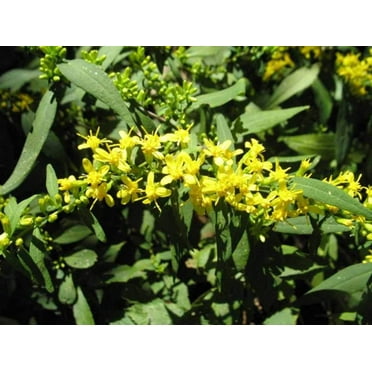 Blue Stem Goldenrod