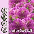 thumbnail image 4 of Nature's Answer Red Clover Extract, 1 Ounce | Alcohol-Free Women's Wellness Supplement for Menopause Support | Kosher, Gluten Free, 4 of 8