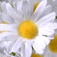 thumbnail image 3 of 13" White Mini Daisies Bundle, 3 of 5