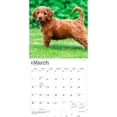 thumbnail image 3 of Goldendoodles | 2027 12x24" (Hanging) Wall Calendar | Plastic-Free | BrownTrout, 3 of 9