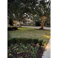 thumbnail image 6 of TREE-Z® Wrap XL - White, 45-pack, Works with Outdoor String Lights LED & More, 6 of 11