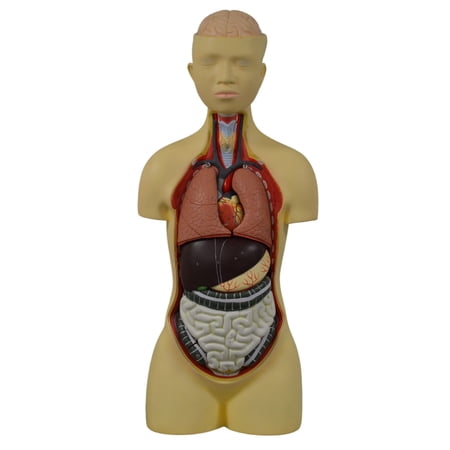 Eisco Labs - Human Anatomy Model - Anatomy Models Human Body - Model Torso with Head - 8 Parts 35 Tall 149 Features Anatomy Human Body Human Body Model Anatomy Study Medical Education
