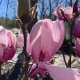 thumbnail image 2 of Jane Magnolia Live Shrubs, Beautiful Spring Flowering, 2 of 7