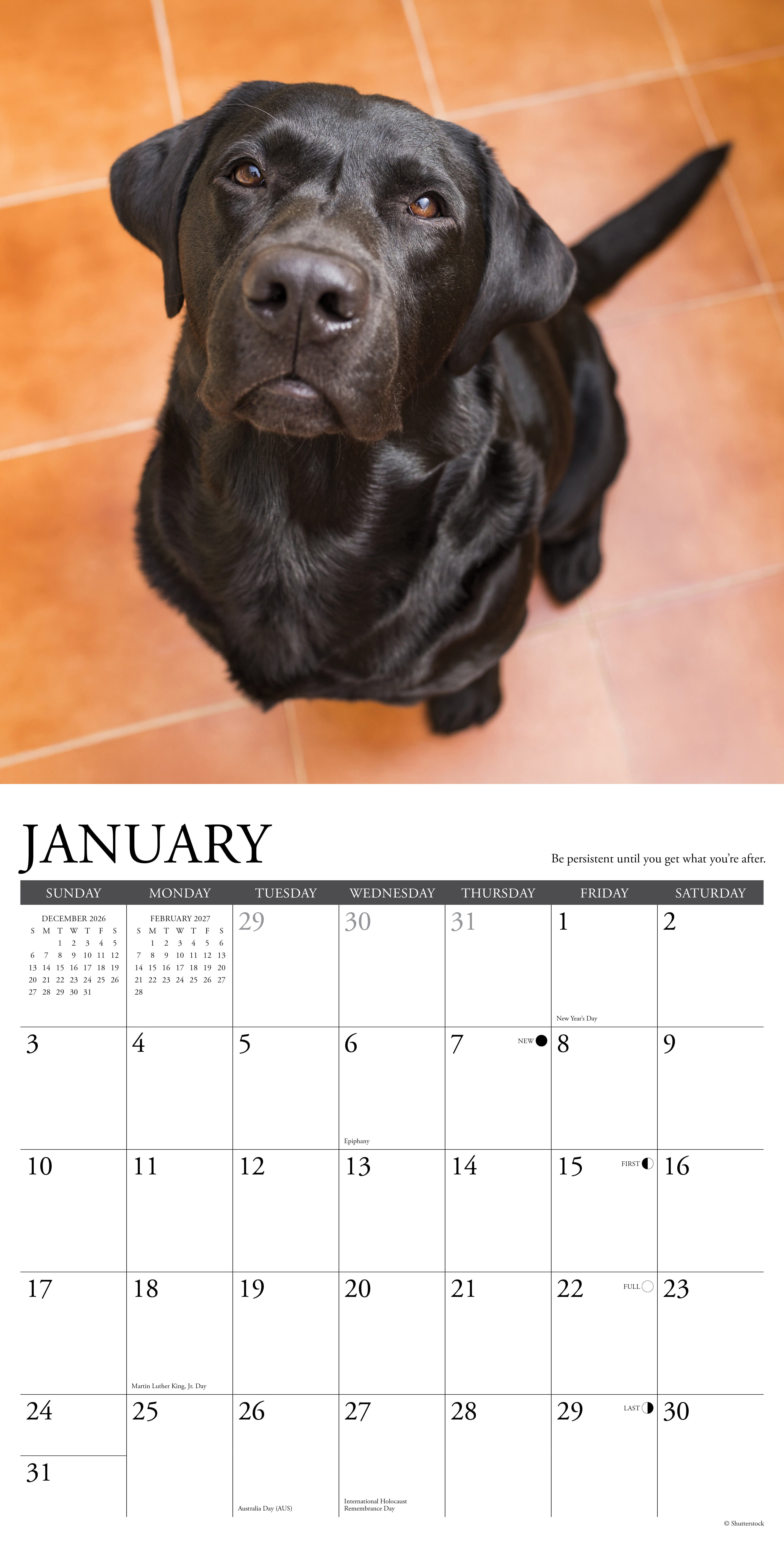 Willow Creek Press, What Labs Teach Us 2027 Wall Calendar