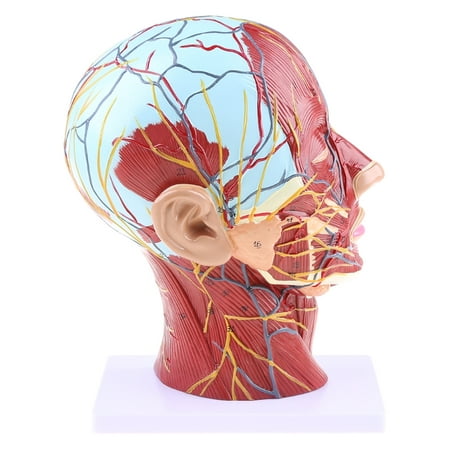 

TINYSOME Human Anatomical Half for Head Face Anatomy Medical Brain Neck Median Section St