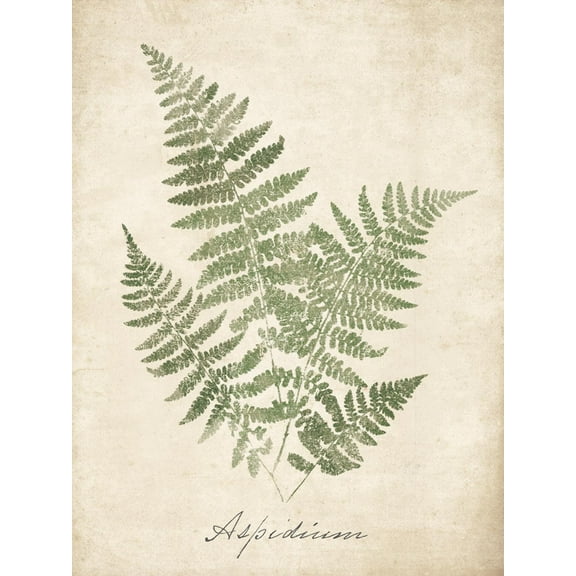 Art.com Vintage Ferns IX Art Print by Hugo Wild, 12" x 16"
