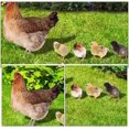 thumbnail image 3 of 1 Set Acrylic Lawn Chicken Stake Decoration Simulation Chicken Insert Realistic Hen and Chick Yard Art for Outdoor Garden Decor, 3 of 9