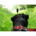 thumbnail image 3 of AMSTERDAM SPIKE Leather Dog Collar Multi- Row Spikes, 3 of 4