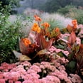 thumbnail image 4 of Van Zyverden Cannas Tropicanna®, 3 Bulbs, Orange, Full Sun, Annual, Deer Resistant, 4 of 10