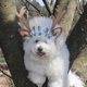 thumbnail image 5 of Tocado navideño para mascotas (2024), sombrero para perro y gato, con cuerno de ciervo, adornos festivos, cuernos de terciopelo anticaída, tocados con estilo., 5 of 8