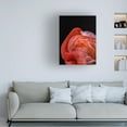 thumbnail image 2 of Canvas Wall Art - Chris Coenders 'Flamingo' Wall Art for Living Room, Bedroom, or Office D?cor by Trademark Fine Art - 35 x 47 Inches, 2 of 4
