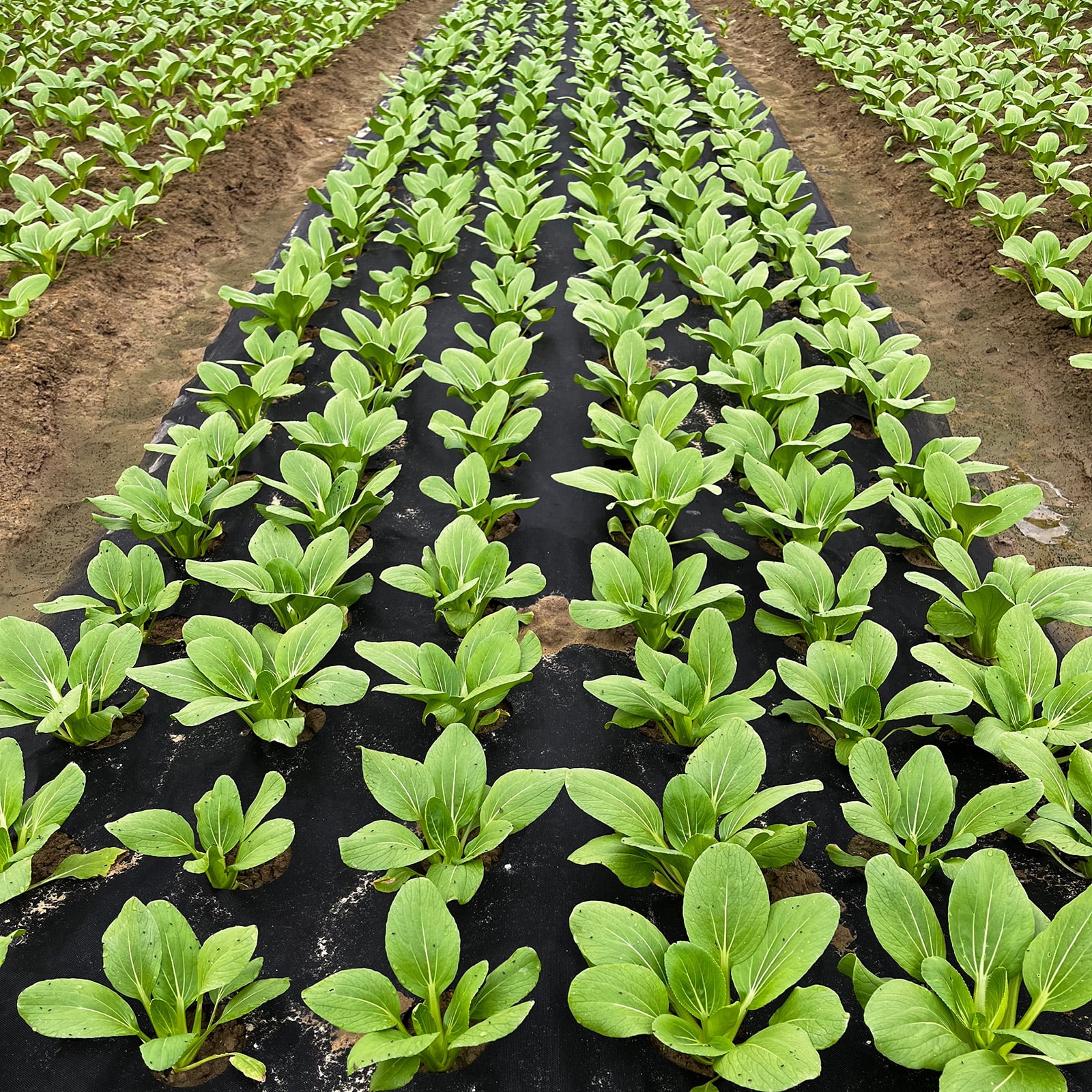 VividGarden Perforated Non-Woven Weed Barrier Fabric, 2.62 ft Wide And 45 ft Long, Includes 12 Premium garden stakes