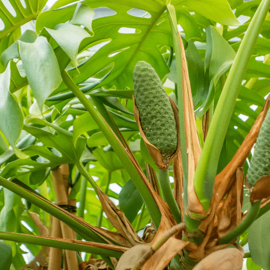 Monstera Deliciosa Plant Live for Planting, Rare Monstera Plant for Indoor Outdoor 4 to 6 Inch Tall