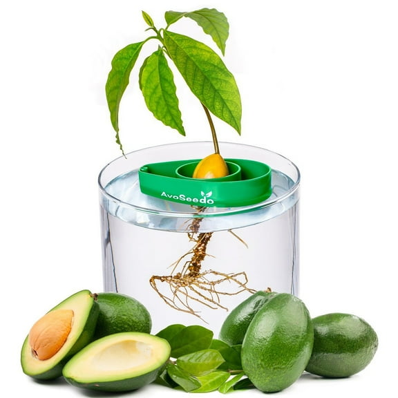 AvoSeedo LLC Avoseedo 1 Avocado Plant Seeds Easy Germination