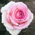 thumbnail image 2 of Eleganza® Pink Enchantment® Hybrid Tea Rose by Heirloom Roses - Live Pink Rose Bush, 2 of 3