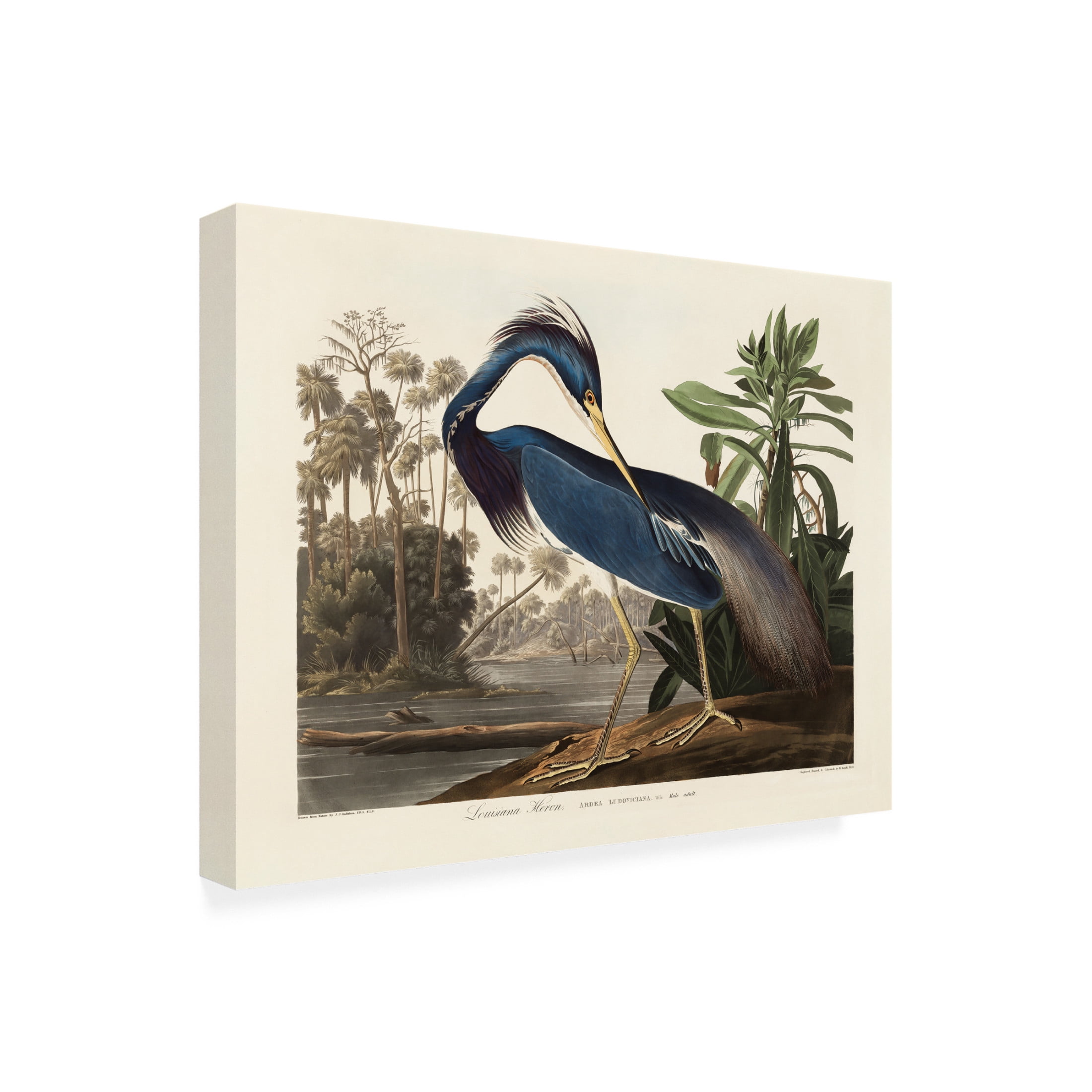 Trademark Fine Art Pictufy   Louisiana Heron From Birds of America 1827 Canvas Wall Art