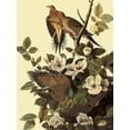 thumbnail image 2 of Art.com Mourning Doves Giclee Print by John James Audubon, 24" x 32", 2 of 4