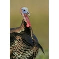 thumbnail image 2 of Morris, Arthur 23x32 White Modern Wood Framed Museum Art Print Titled - FL, Indian Lake Estates Wild male turkey, 2 of 4