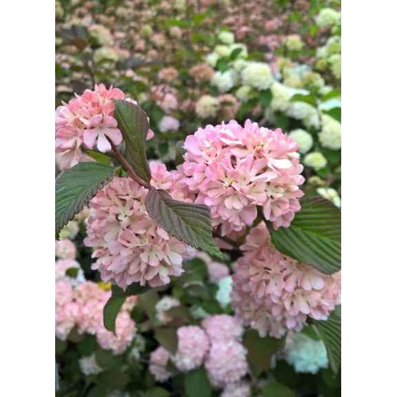 Kern's Pink Viburnum Live Plant 12-18"in Height in a #3 Container