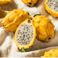 thumbnail image 4 of Yellow Dragon Fruit Plant Live, Live Dragon Fruit Plant, Dragon Fruit Live Plant for Garden 3 to 6 Inch Tall, 4 of 10