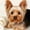 12x12 inch, variant on 5D DIY Artificial Full Diamond Painting Set - Adult Beginner, Adorable Yorkie Dog Design for Home Wall Decor & Gift - Perfect for Art Lovers & Adults