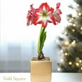 thumbnail image 6 of Easy to Grow Amaryllis Minerva Bulb Planted in a Holiday Square Pot Indoor, 6 of 7