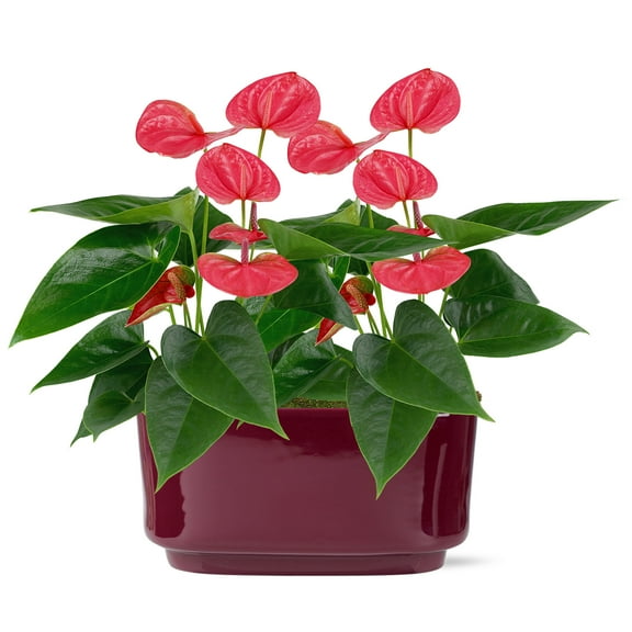 10” Pink Anthurium in Dark Purple Ceramic – Love You Collection