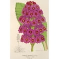 thumbnail image 2 of Charles Antoine Lemaire 11x14 Black Ornate Wood Framed Double Matted Museum Art Print Titled: Primula Japanica (1854-1896), 2 of 5