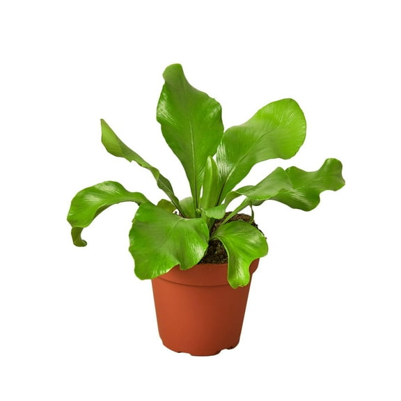 Bird's Nest 'Nidus' Fern, 4" Pot, Indoor Houseplant, Easy Care, Live Plant for Indoor & Outdoor
