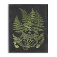 thumbnail image 2 of Stupell Industries Dessin Botanique Toile Design Vert Noir, 2 of 4