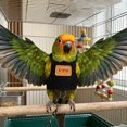 thumbnail image 5 of mdesiwst Bird Harness with 78.7 Inches Leash Escape-proof Parrot Harness Adjustable Bird Harness And Flying Rope for Budgies Macaws Cockatoos Outdoor Training, 5 of 8