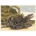 thumbnail image 2 of Maria Sibylla Merian 14x11 Gold Ornate Wood Frame and Double Matted Museum Art Print Titled - Save (1705), 2 of 4