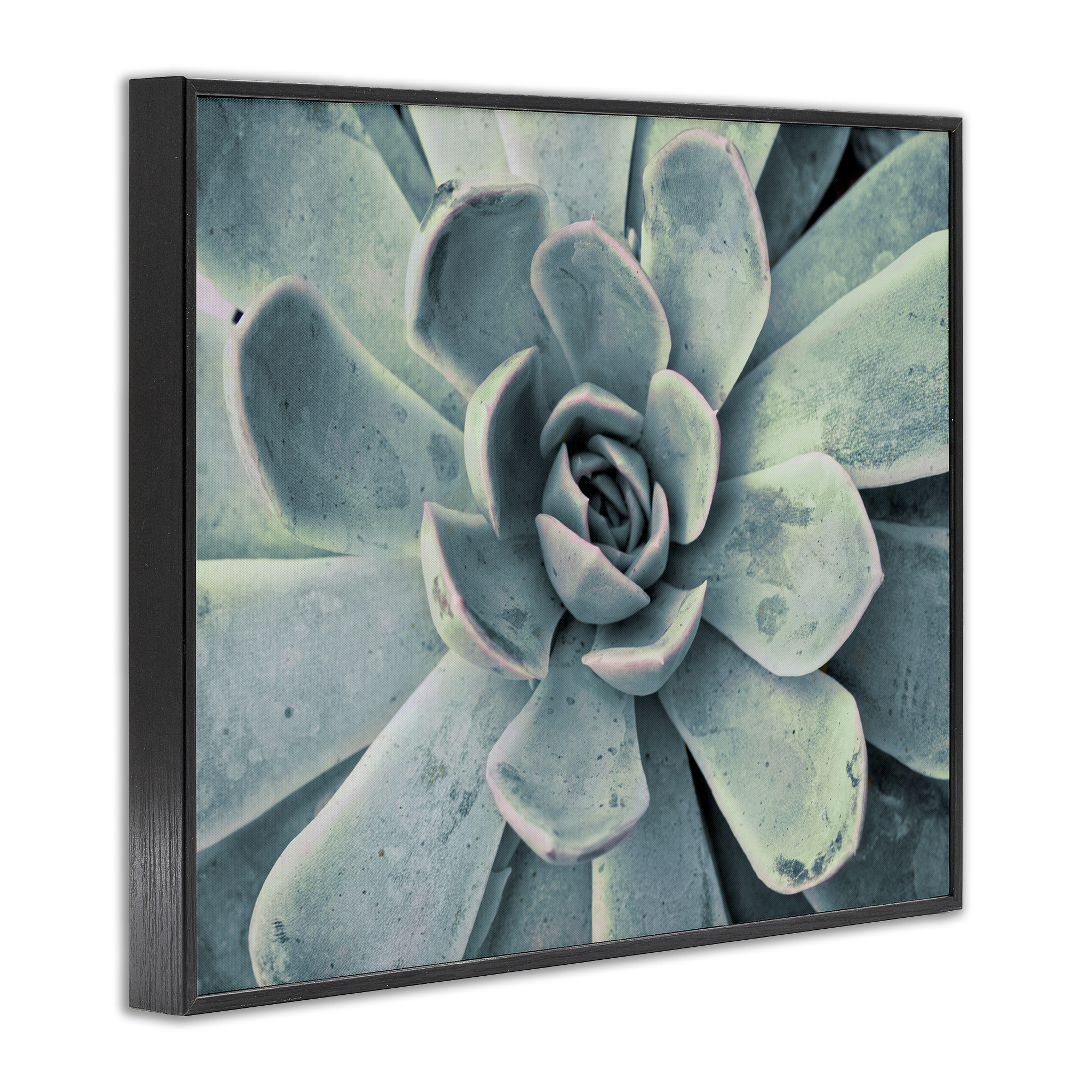 Stupell Industries Green Cactus Succulent Botanical & Floral Photography Black Framed Art Print Wall Art, 14 x 11