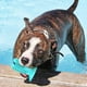 thumbnail image 2 of Cepillo de dientes para perros Bling Bling juguete Dispensador de alimentos TPR azul, 2 of 12