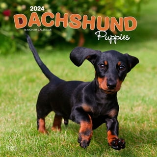 Dachshund Calendar
