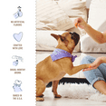 thumbnail image 5 of Three Dog Bakery Double Rewards Apple & Cheese Soft & Chewy Treats for Dogs, 10oz, 5 of 17