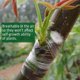 thumbnail image 5 of 20 Rollos de Vivero Barrera Humedad Biodegradable Barrera Humedad Estirable Cinta de Película de Flor Transparente 3 cm, 5 of 10