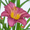 Purple, variant on Expert Gardener Happy Returns Daylily (2.5 Quart) Yellow Blooming Perennial - Full Sun Live Outdoor Plant