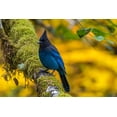 thumbnail image 2 of Jaynes Gallery 32x23 Gold Ornate Wood Framed with Double Matting Museum Art Print Titled - USA-Oregon-Silver Falls State Park Stellers jay on branch, 2 of 4