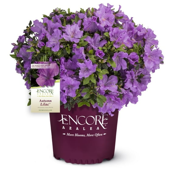 Encore Azalea Autumn Lilac (1 Gallon) Purple Flowering Shrub - Full Sun Live Outdoor Plant